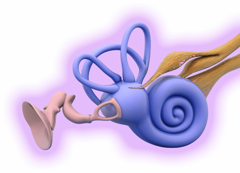 ear
