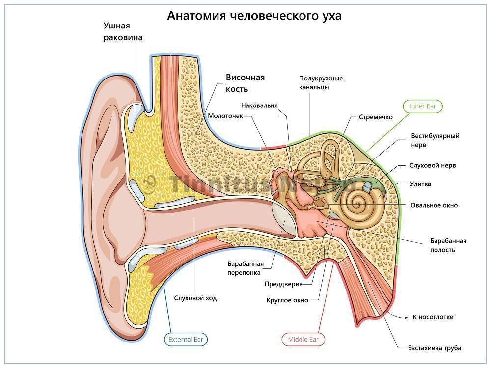 Заложенность и боль в ухе: причины, диагностика
