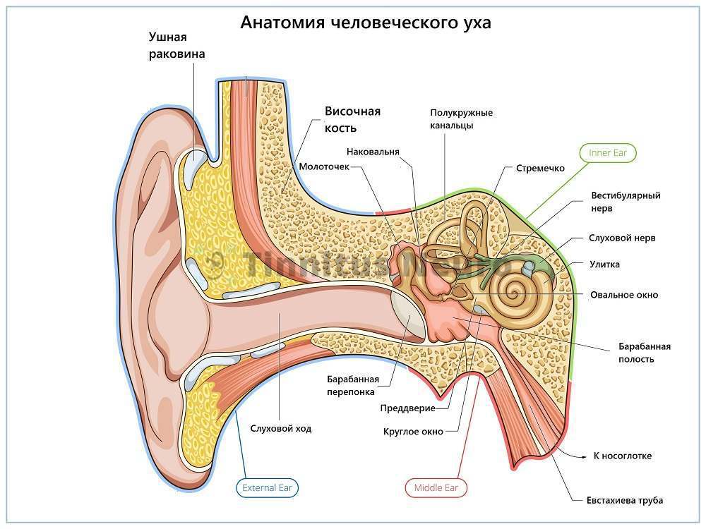 Разница между давлением атмосферным и в барабанной полости приводит к заложенности и шуму в ушах