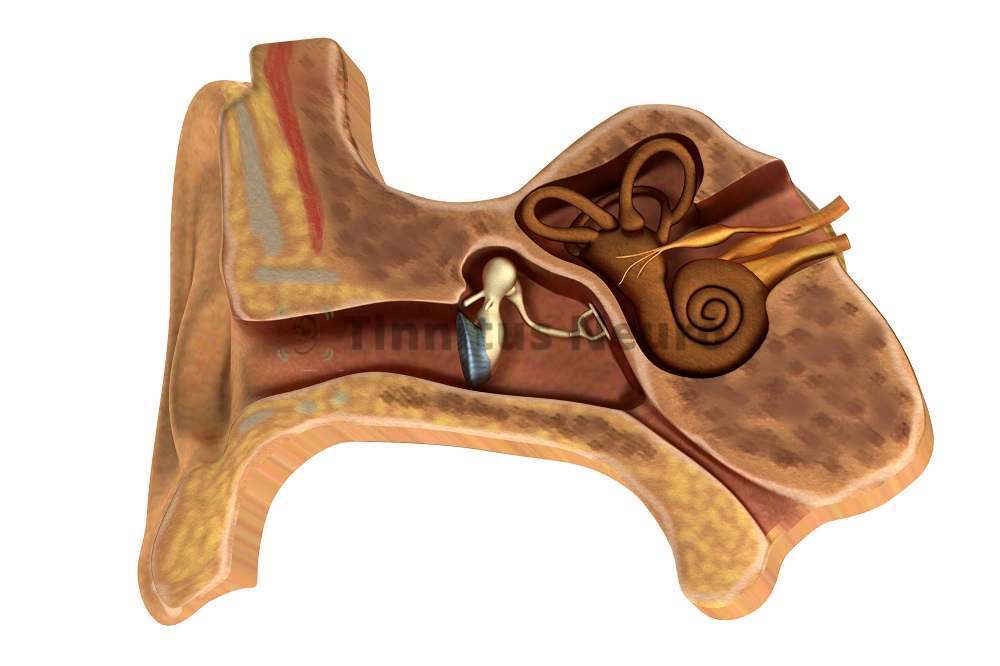 Анатомические изменения в органе слуха приводят к шуму в ушах, заложенности