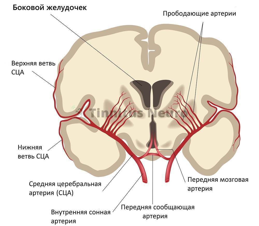 Синдром позвоночной (шейной) артерии - Медицинский центр Самарский