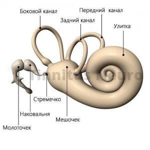 Болезнь меньера картинки