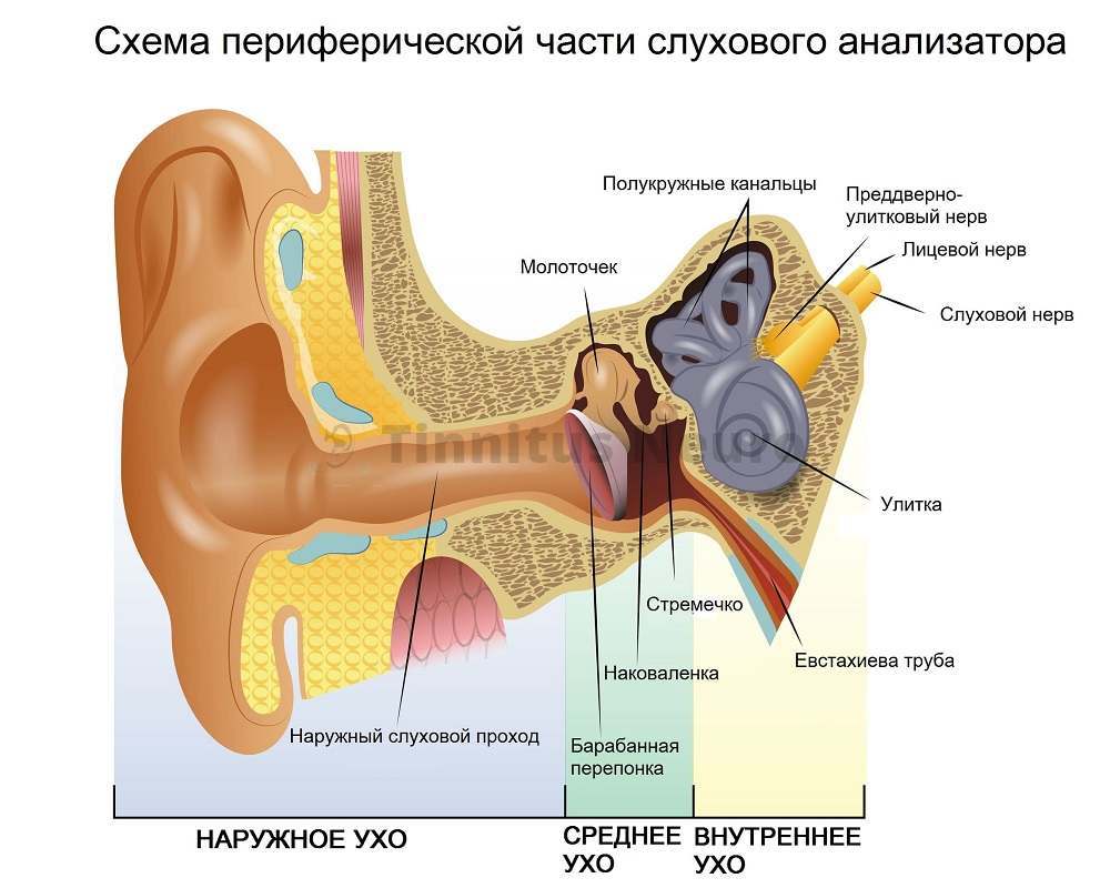 Строение и патология слухового анализатора - 
