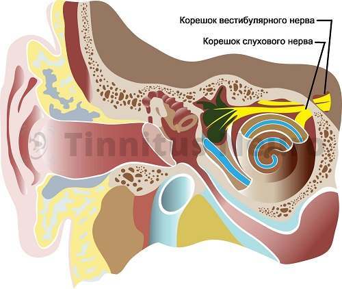 Корешок слухового нерва
