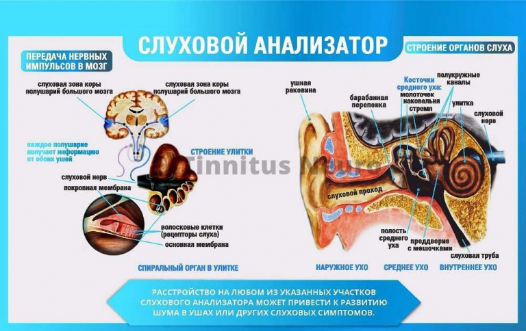 Части слухового анализатора картинка