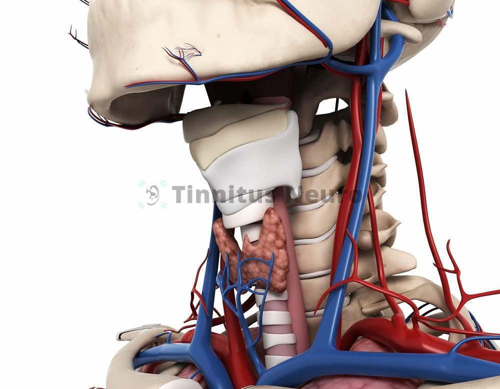 Прохождение сонной артерии