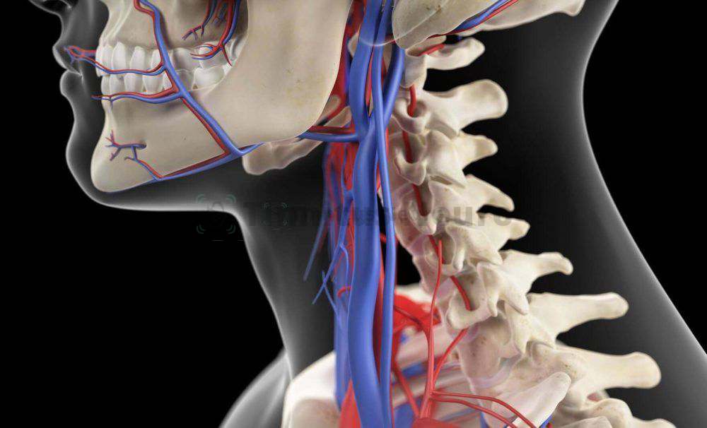Позвоночная артерия - один и сосудов шеи