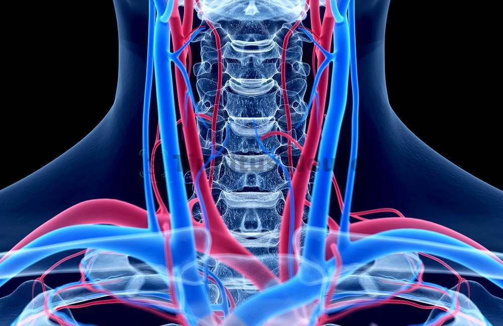 Анатомия подключичных артерий