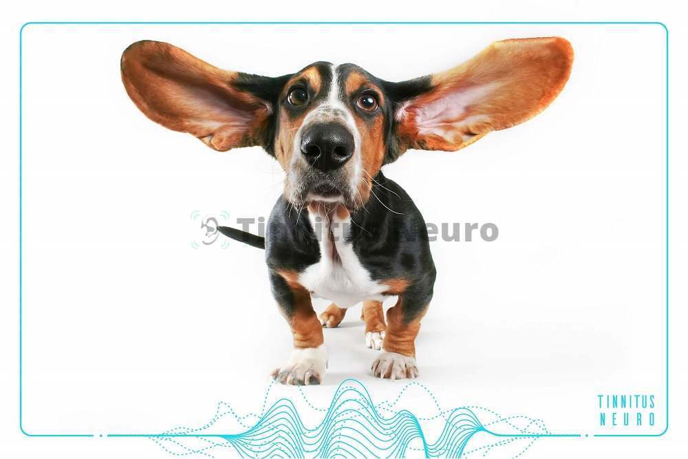 Профилактика шума в ушах поможет снизить заболеваемость
