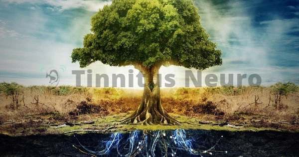 У деревьев есть чему поучиться